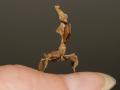 Geistermantis