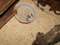 Sandbad für Zwerghamster im Zoohaus Süd