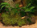 Zoogeschäft Kassel, Zoohaus Süd, Aquaristik, Nano