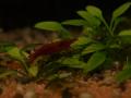 Zoogeschäft Kassel, Zoohaus Süd, Aquaristik, Nano