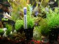 Zoogeschäft Kassel, Zoohaus Süd, Aquaristik, Wasserpflanzen
