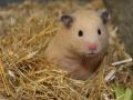 Zoohaus Süd, Frank-Hose,  Kassel, Hamster