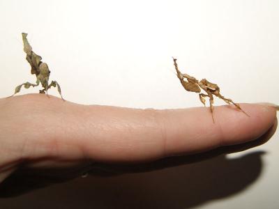 Geistermantis