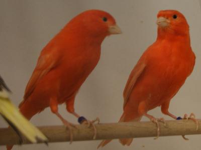 Kanarien Vögel Zoohaus Süd Kassel,