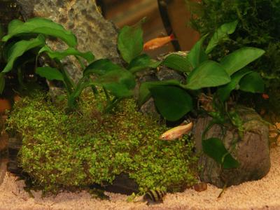 Zoogeschäft Kassel, Zoohaus Süd, Aquaristik, Nano