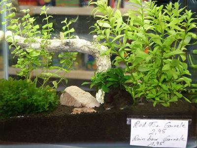 Zoogeschäft Kassel, Zoohaus Süd, Aquaristik, Nano