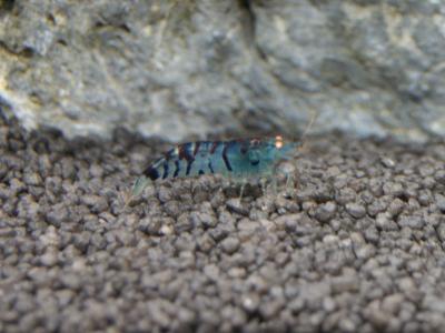 Zoogeschäft Kassel, Zoohaus Süd, Aquaristik, Nano