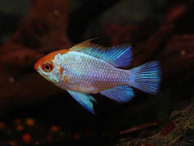 Zoohaus Süd Kassel Fische
