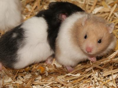 Zoohaus Süd, Zooladen Kassel, Hamster