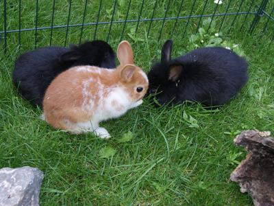 KaninchenAuslauf